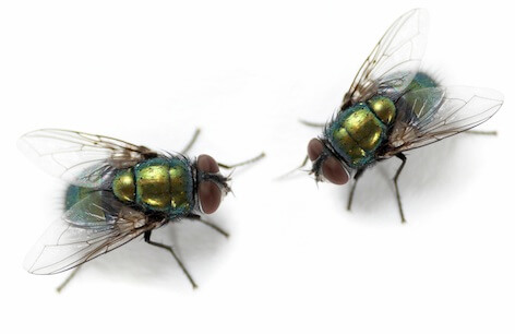 Flies