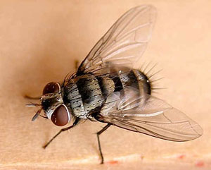 Australian Fly